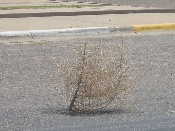 tumbleweed