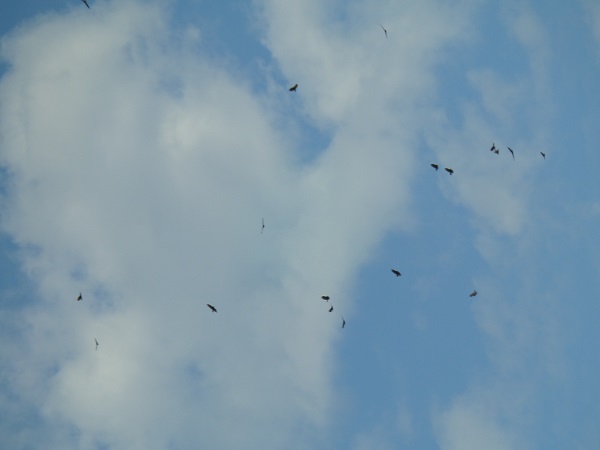 Buzzards circling