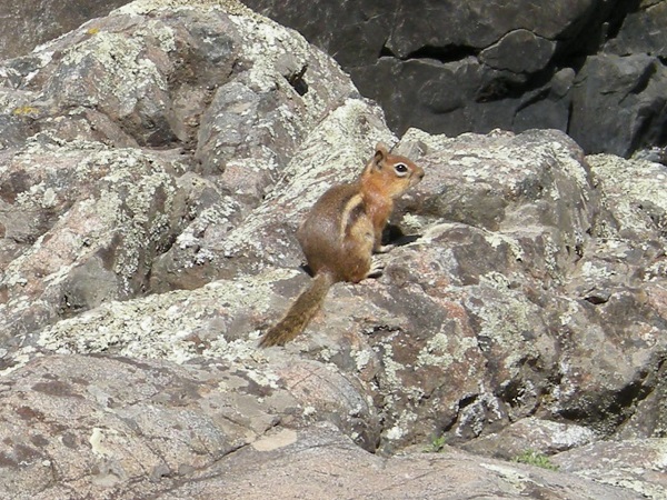 Golden-mantled ground squirrel