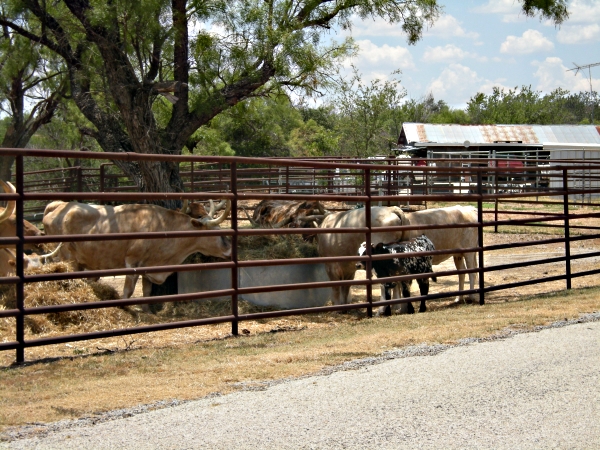 Offiial Texas Herd of Longhorn cattle