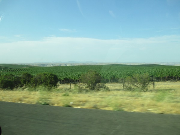 California Valley vineyards, San Luis Obispo county
