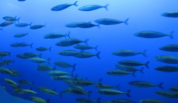 School of sardines