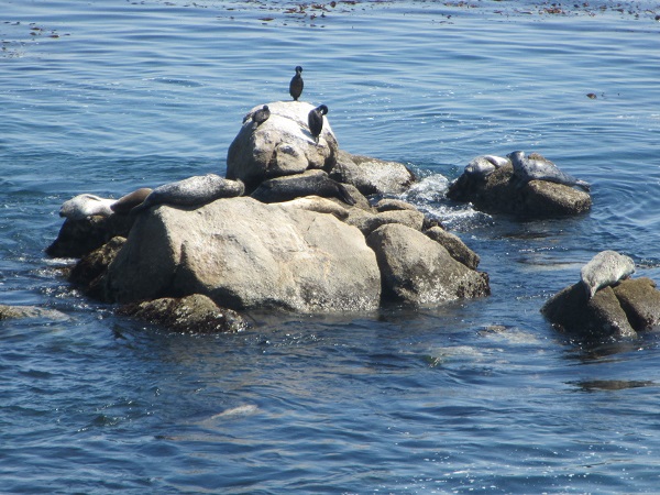 Seal rock